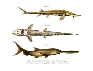 Jesiotr Shovelnose (kolor lito)