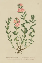 Krzewowaty Speedwell (Veronica fruticulosa, Veronica frutescens)