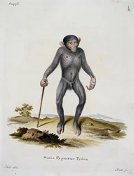 Simia pygmaeus, z Mammals ilustrowany z natury z opisami, Johann Christian Daniel von Schreber (1739-1810), rycina IC Bock, Niemcy