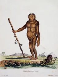 Simia satyrus, z Ssaki ilustrowane z natury z opisami, Johann Christian Daniel von Schreber (1739-1810), rycina I Nusbiegel wg rysunku De Seve, Niemcy