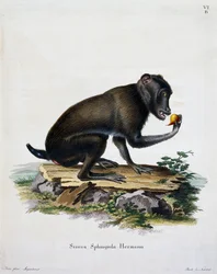 Simia sphingiola, z Mammals ilustrowany z natury z opisami, Johann Christian Daniel von Schreber (1739-1810), rycina IC Bock, Niemcy