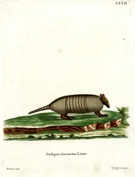 Pancernik sześciopasmowy (kolorowy grawerunek)
