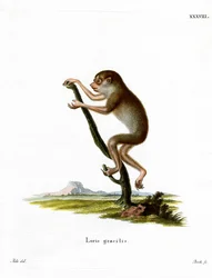 Slender Loris (kolorowy grawer)