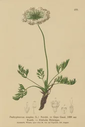 Lubczyk alpejski mały (Pachypleurum mutellinoides, Pachypleurum simplex, Pachypleurum alpinum, Pachypleurum simplex, Neogaya simplex, Gaya simplex, Ligusticum simplex)