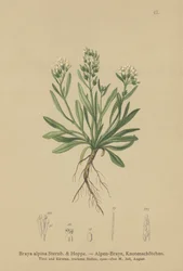 Gładka rzeżucha północna (Braya alpina, Sisymbrium alpinum)