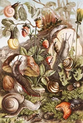 Ślimaki, płyta z "Brehms Tierleben: Allgemeine Kunde des Tierreichs", t.10, s.336, wyd. Bibliographisches Institut