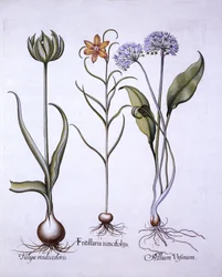 Wężowa głowa Fritillary, dziki czosnek i tulipan, z Hortus Eystettensis, Basil Besler (1561-1629), wyd. 1613 (grawerowanie ręcznie kolorowane)