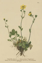 pięciornik śnieżny (Potentilla nivea)