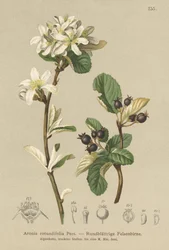 Śnieżny Mespilus (Aronia rotundifolia, Amelanchier ovalis)