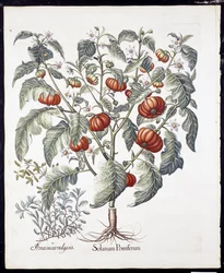 Solanum Pomiferum z Hortus Eystettensis autorstwa Basila Beslera (1561-1629) pub 1613 (ręcznie barwiony grawerunek)