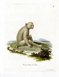 Sooty Mangabey (kolorowy grawerunek)