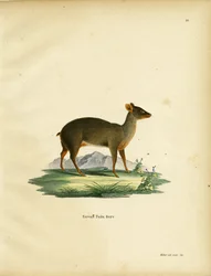 Południowy Pudu