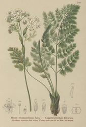 Spignel (Mój atamantyczny)