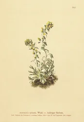 Kolczasty piołun (Artemisia spicata, Artemisia bocconei, Artemisia genipi)