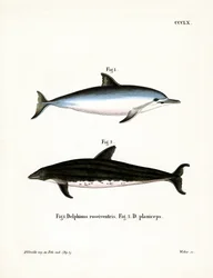 Spinner Dolphin (kolorowy grawerunek)
