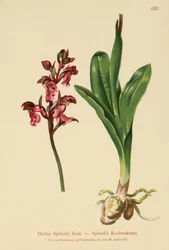 Szpice Orchidea (Orchis Spitzelii)