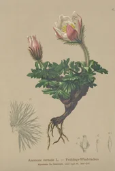 Wiosenny zawilec (Anemone vernalis, Pulsatilla vernalis)