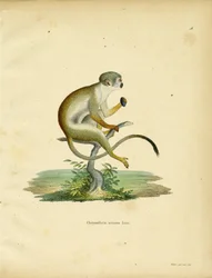 Squirrel Monkey (kolorowy grawerunek)