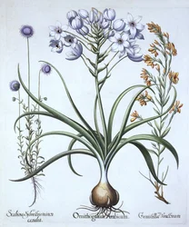 Gwiazda Betlejemska , z wędzidłem owiec o niebieskich kwiatach i farbiarzem Greenwoodem, z Hortus Eystettensis, autorstwa Basila Beslera (1561-1629), wyd. 1613 (grawerowanie ręcznie kolorowane)