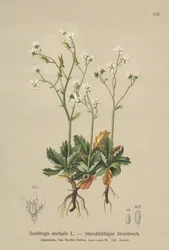 Skalnica gwiaździsta (Saxifraga stellaris)