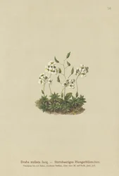 Trawa gwiaździsta (Draba stellata)