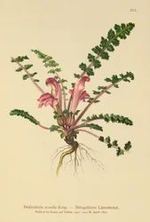 Wsz bezłodygowy (Pedicularis acaulis)