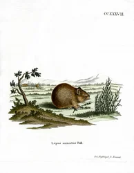 Stepe Pika (kolorowy grawer)