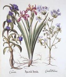 Stinking Iris, Orlaya i Crosswort Gentian, z Hortus Eystettensis, Basil Besler (1561-1629), wyd. 1613 (grawerowanie ręcznie kolorowane)