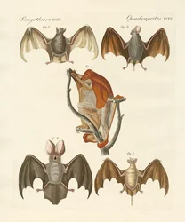 Dziwne chiroptera