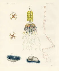 Dziwne galaretki grzebieniowe (kolorowy grawer)