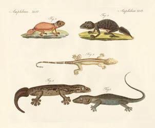 Dziwne dinozaury (kolorowy grawerunek)