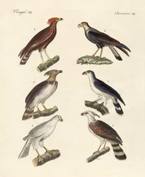 Dziwne orły (kolorowy grawerunek)