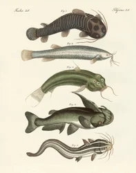 Dziwna ryba (kolorowy grawer)