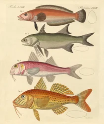 Dziwna ryba (kolorowy grawer)