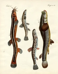 Dziwna ryba (kolorowy grawer)