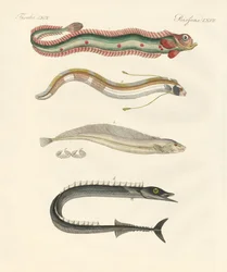Dziwna ryba (kolorowy grawer)