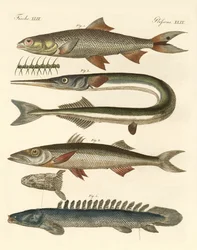 Dziwna ryba (kolorowy grawerunek)