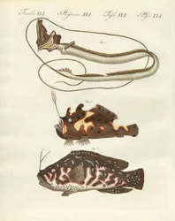 Dziwna ryba