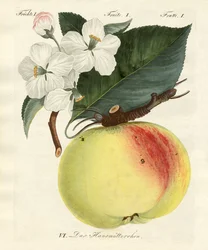 Dziwne owoce