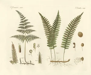 Dziwne trawy (kolorowy grawer)
