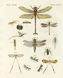 Dziwne owady