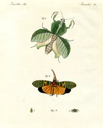 Dziwne owady
