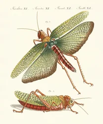 Dziwne owady
