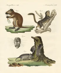 Dziwne ssaki (kolorowy grawerunek)
