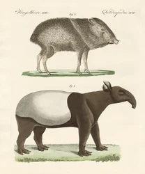 Dziwne ssaki