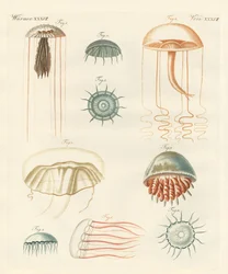 Dziwne meduzy (kolorowy grawer)