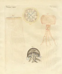 Dziwne meduzy (kolorowy grawer)