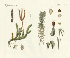Dziwne mchy (kolorowy grawer)
