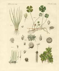 Dziwne rośliny (kolorowy grawer)