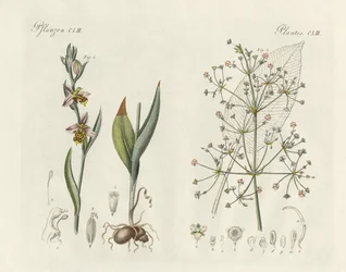 Dziwne rośliny (kolorowy grawer)